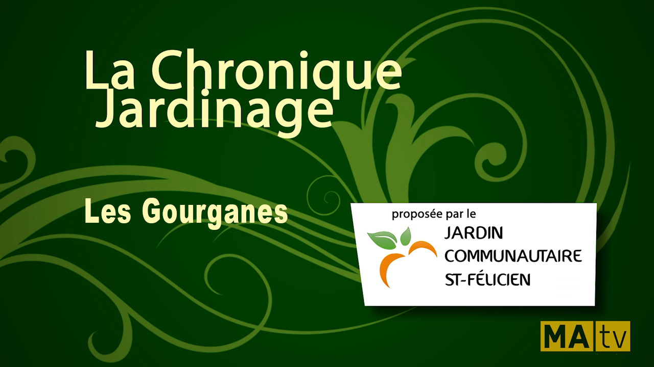 Les gourganes